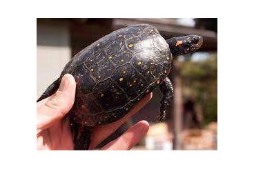 Turtles kaufen und verkaufen Photo: cerco coppia di Clemmys guttata