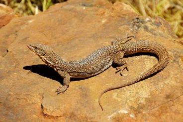 Monitor lizards kaufen und verkaufen Photo: Searching different art of Varanids Monitor lizards kaufen und verkaufen Photo: Searching different art of Varanids
