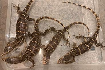 Monitor lizards kaufen und verkaufen Photo: Varanus salvator T+ caramel albino 