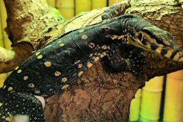 Monitor lizards kaufen und verkaufen Photo: Water monitor Het. T- ALBINO Varanus salvator