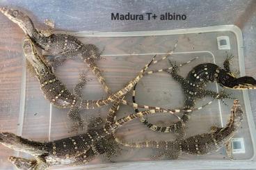 Warane kaufen und verkaufen Foto: Varanus salvator T+ albino Madura