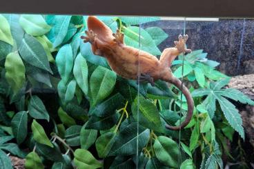 Geckos kaufen und verkaufen Foto: Kronengecko weibchen