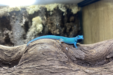 Geckos kaufen und verkaufen Photo: Himmelblauer Zwergtaggecko | Lygodactlyus Williamsi 5.0.0