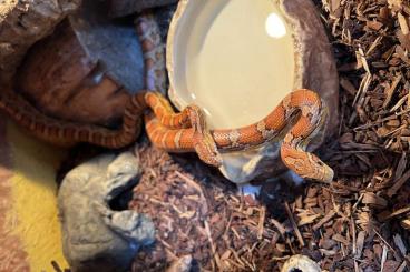 Schlangen kaufen und verkaufen Foto: Kornnattern (2.0) mit Terrarium