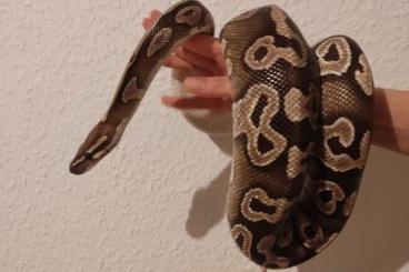 Königspythons kaufen und verkaufen Foto: Königspython (python reigus) / 1.0 Mojave Ball / Männlich / NZ 2014