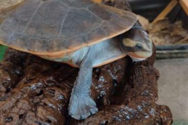 Schildkröten  kaufen und verkaufen Foto: emydura subglobosa abzugeben