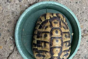 Schildkröten  kaufen und verkaufen Foto: OLAF- allein zu Haus griechische Landschildkröte