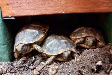 Tortoises kaufen und verkaufen Photo: Testudo hermanni hermanni Nachzuchten inklusive CITES Papiere Tortoises kaufen und verkaufen Photo: Testudo hermanni hermanni Nachzuchten inklusive CITES Papiere