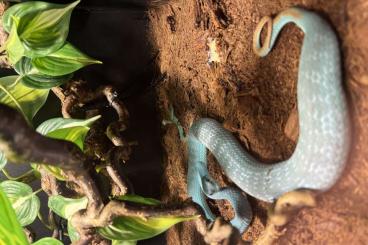Venomous snakes kaufen und verkaufen Photo: Cryptelytrops insularis 1.1 proven breeders 2022 Venomous snakes kaufen und verkaufen Photo: Cryptelytrops insularis 1.1 proven breeders 2022