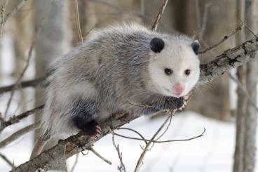 Exotische Säuger kaufen und verkaufen Foto: Nordopossum (Didelphis virginiana) 