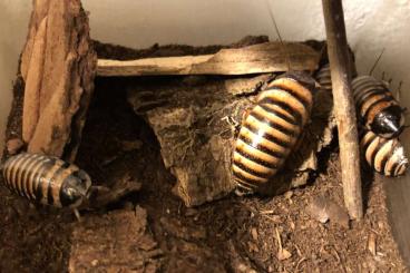 Insekten kaufen und verkaufen Foto: Halloween-Fauchschaben (Elliptorhina javanica)