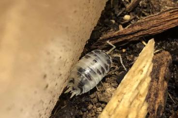 Krebstiere terrestrisch  kaufen und verkaufen Foto: Panda-Asseln (Porcellio laevis "Panda")