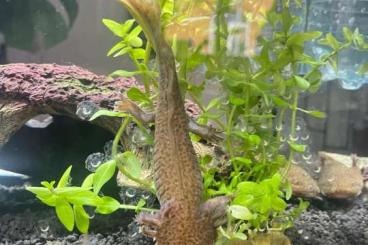 newts and salamanders kaufen und verkaufen Photo: Axolotl (Ambystoma mexicanum) Eier