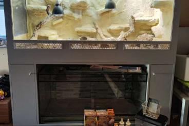 Bearded dragons kaufen und verkaufen Photo: Bartagame (m) mit großem Terrarium, Quarantäneterrarium uvm.