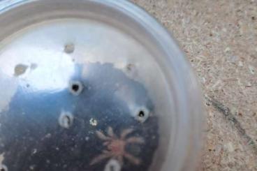 - bird spiders kaufen und verkaufen Photo: Grammostola pulchripes slings 3FH