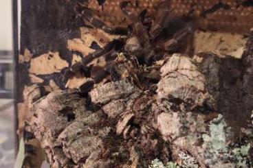 - bird spiders kaufen und verkaufen Photo: Psalmopeus reduncus Vogelspinne Weibchen
