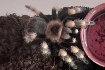 Vogelspinnen kaufen und verkaufen Foto: Brachypelma hamorii Vogelspinne Männchen