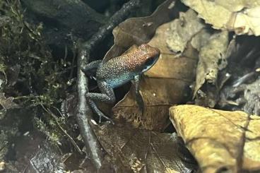 frogs kaufen und verkaufen Photo: Oophaga Escudo Männchen abzugeben frogs kaufen und verkaufen Photo: Oophaga Escudo Männchen abzugeben