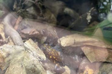 Frösche kaufen und verkaufen Photo: Oophaga Sylvatica, Pumilio abzugeben Frösche kaufen und verkaufen Photo: Oophaga Sylvatica, Pumilio abzugeben