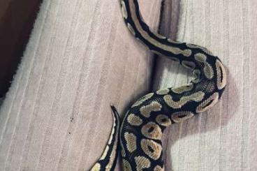 Ball Pythons kaufen und verkaufen Photo: Königspython schweren Herzens zu verkaufen 