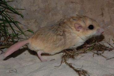 Exotische Säuger kaufen und verkaufen Foto: junge Fettschwanzrennmäuse Exotische Säuger kaufen und verkaufen Foto: junge Fettschwanzrennmäuse