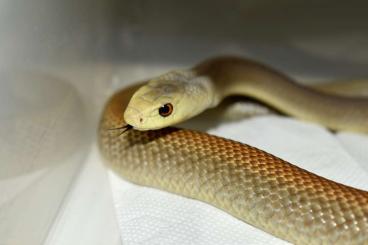 Venomous snakes kaufen und verkaufen Photo: Taipan's for sale for hamm/houten Venomous snakes kaufen und verkaufen Photo: Taipan's for sale for hamm/houten