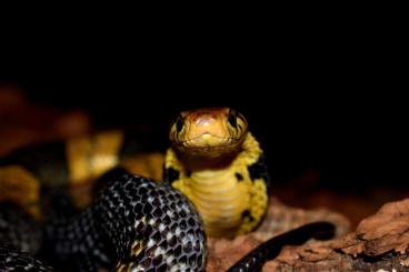 Giftschlangen kaufen und verkaufen Foto: naja savannula ( West African banded cobra ) ) Giftschlangen kaufen und verkaufen Foto: naja savannula ( West African banded cobra ) )
