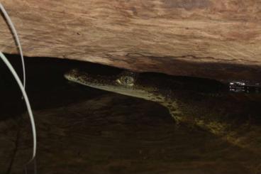 other lizards kaufen und verkaufen Photo: Crocodylus moreletti ( looking for ) other lizards kaufen und verkaufen Photo: Crocodylus moreletti ( looking for )