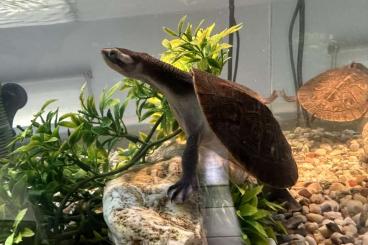 Turtles and Tortoises kaufen und verkaufen Photo: Rotwangen-Spitzkopf Schildkröten zu verkaufen