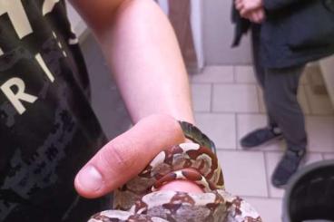 Boas kaufen und verkaufen Foto: Boa Constrictor Imperator