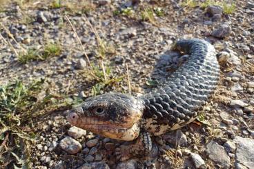 Echsen kaufen und verkaufen Photo: Tiliqua rugosa rugosa adult Echsen kaufen und verkaufen Photo: Tiliqua rugosa rugosa adult