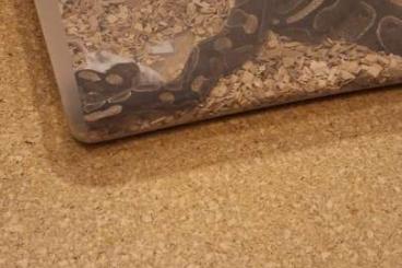 Schlangen kaufen und verkaufen Foto: 3 Königspythons abzugeben Schlangen kaufen und verkaufen Foto: 3 Königspythons abzugeben