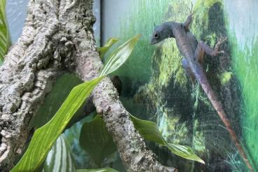 Echsen kaufen und verkaufen Foto: Anolis Grahami 0.1 Hamm September Echsen kaufen und verkaufen Foto: Anolis Grahami 0.1 Hamm September