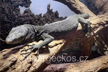 Monitor lizards kaufen und verkaufen Photo: Varanus beccarii                                                  