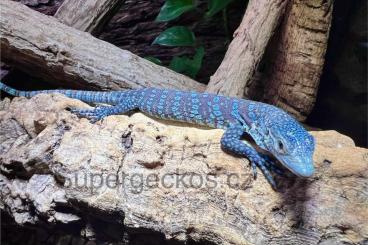 Monitor lizards kaufen und verkaufen Photo: Blue Tree monitor Varanus macraei            