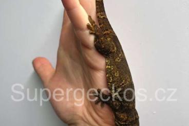 Geckos kaufen und verkaufen Foto: Ailuronyx trachygaster 1.1 CB 24