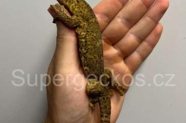 Lizards kaufen und verkaufen Photo: Ailuronyx trachygaster 1.1 CB 24 Lizards kaufen und verkaufen Photo: Ailuronyx trachygaster 1.1 CB 24