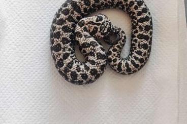 Schlangen kaufen und verkaufen Foto: Heterodon nasicus - hognose snake for houten and hamm
