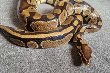 Königspythons kaufen und verkaufen Foto: Habe 5 schöne pythons zu verkaufen 