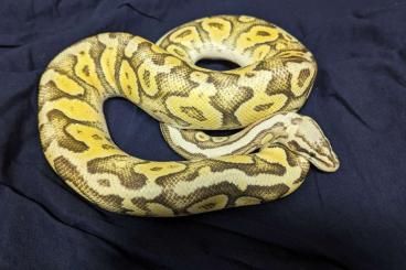 Königspythons kaufen und verkaufen Foto: 1.0 Superfly (Super Pastel Fire)  