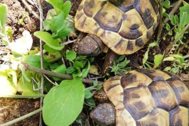 Landschildkröten kaufen und verkaufen Foto: 2 Jung-Schildkröten (Naturbruten 2018)