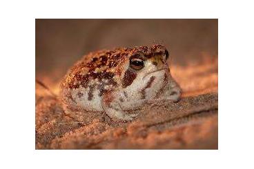 Frösche  kaufen und verkaufen Foto: Looking for Breviceps adspersus