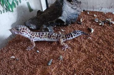Geckos kaufen und verkaufen Photo: Zwei Leopardgeckos in guten Händen abzugeben