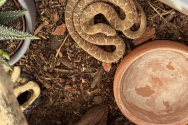 Schlangen kaufen und verkaufen Foto: Dasypeltis Gansi 0.1 afrikanische Eierschlange Schlangen kaufen und verkaufen Foto: Dasypeltis Gansi 0.1 afrikanische Eierschlange