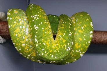 Schlangen kaufen und verkaufen Foto: Green Tree Pythons Morelia Viridis