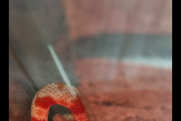 Snakes kaufen und verkaufen Photo: Kornatter 2 pantherophis guttatus,Hypo Snow red factor 