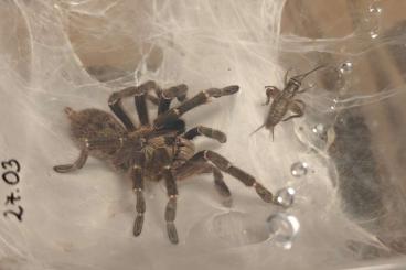 - bird spiders kaufen und verkaufen Photo: Adult male C. Darlingi, A. metallica, P. sp. cascada