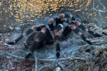 - bird spiders kaufen und verkaufen Photo: Biete Vogelspinnen - Versand / Abholung - bird spiders kaufen und verkaufen Photo: Biete Vogelspinnen - Versand / Abholung