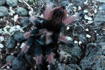 - bird spiders kaufen und verkaufen Photo: Vogelspinnen für Versand oder Abholung - bird spiders kaufen und verkaufen Photo: Vogelspinnen für Versand oder Abholung