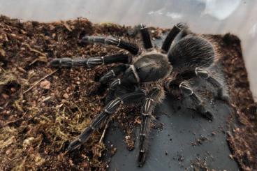 - bird spiders kaufen und verkaufen Photo: Biete Vogelspinnen für Versand oder Abholung - bird spiders kaufen und verkaufen Photo: Biete Vogelspinnen für Versand oder Abholung
